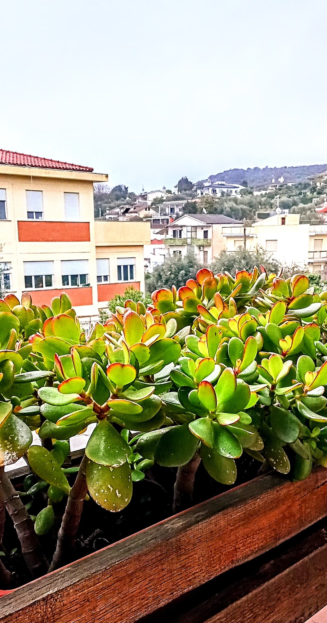 Dettaglio verde esterno
